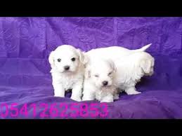 Maltese Terrier Yavru Fiyatlari 05412625853