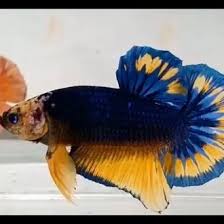 Masih masuk dalam keluarga cupang plakat, cupang blue rim juga tak kalah populer. Jual Ekslusif Ikan Cupang Hias Yellow Fancy Blue Rim Sun Tail Di Lapak Sahita Store Bukalapak