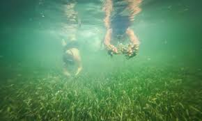 Image result for Thalassia