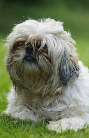 The registry allows pet owners whose animals have been microchipped to register cats and dog, update their contact details, report missing pets, transfer ownership and pay lifetime registration fees all from a computer or mobile device. Most Popular Dog Names In 2020 Revealed By The Nsw Pet Registry Daily Telegraph