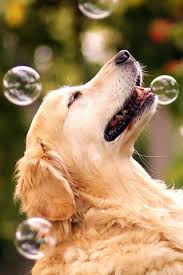 Pin Van Esmeralduh X Op Mooie Plaatjes Schattigste Dieren Dieren Mooie Achtergronden