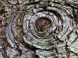 Wood Bark Knot Tree Bark Wallpaper Patterns In Nature Tree Bark Texture