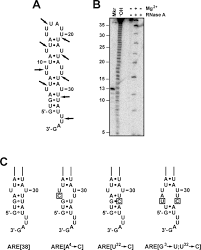 Nov 26, 2019 · despite widespread recognition that rna is inherently structured, the interplay between local and global mrna secondary structure (particularly in the coding region) and overall protein expression has not been thoroughly explored. A Hairpin Like Structure Within An Au Rich Mrna Destabilizing Element Regulates Trans Factor Binding Selectivity And Mrna Decay Kinetics Journal Of Biological Chemistry