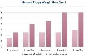 Visit our kong size chart to find the right kong for your dog. Maltese Weight Chart Issues Information