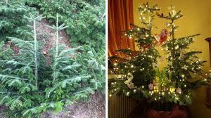 Je später der baum geschlagen wurde und je kürzer er lagern muss, desto länger hält er sich natürlich. Weihnachtsbaum Mit Gutem Gewissen Ist Das Moglich Green Travel Blog