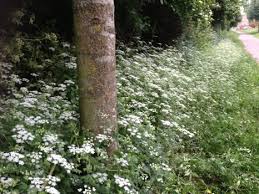 Check spelling or type a new query. Uk Native Woodland Mix Jubilee Seeds Turf Native Wildflowers