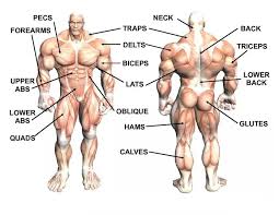 Anatomy of human back muscles, with ways to remember muscle names and actions. Increasephysique