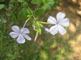 Image result for Plumbaginaceae