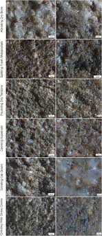 Trees, grass, flowers, palms, shrubs & plants library botaniq: Sandstone Ground Stone Technology A Multi Level Use Wear And Residue Approach To Investigate The Function Of Pounding And Grinding Tools Springerlink