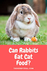 Some countries eat cat meat regularly, whereas others have only consumed some cat meat in desperation during wartime or poverty. Can Rabbits Eat Cat Food If Not What Is The Alternative In 2020 Cat Food Rabbit Eating Rabbit