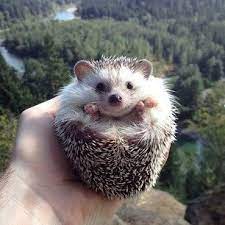 Hedgies Have The Most Adorable Little Smile On The Planet Cute Hedgehog Cute Animals Super Cute Animals
