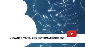 Cuanto Viven Los Espermatozoides Youtube