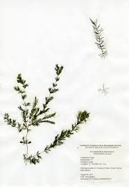 Image result for Ceratophyllaceae