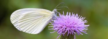 Image result for Leptaspis zeylanica