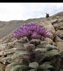 Image result for Pleiotaxis pulcherrima