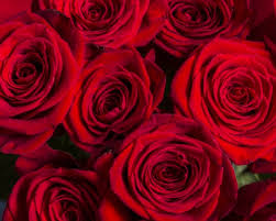 صور ورد واجمل صور ورود وزهور وازهار طبيعية جميلة ورائعة Zina Blog Beautiful Bouquet Rose Bouquet Rose