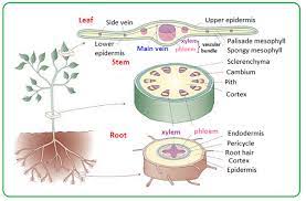 Illustration about diagram, nature, flow, botany, food, parenchyma, infographic, plant. Distribution Of Xylem And Phloem In Roots Stems And Leaves Biology Notes For Igcse 2014