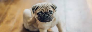 Cancer of the spleen usually results from hemangiosarcoma, or cancer of the blood vessels. Soothing Your Dog S Sensitive Stomach Upset Belly Hill S Pet