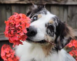However, don't assume that just because a product is organic or natural that it is safe for dogs too; The Mother S Day Flowers That Are A Big Risk To Your Pets Bournemouth Echo