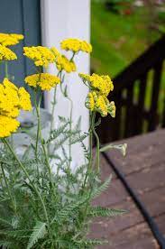 Medicinal Uses For Yarrow The Homestead Herb Amy K Fewell