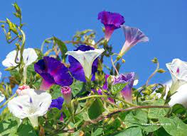 A Morning Glory Race To The Top Beautiful Flowers Garden Beautiful Flowers Gorgeous Gardens