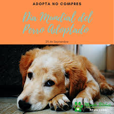 Jun 12, 2021 · más del 70% de las empresas del centro de la ciudad que existían antes de la pandemia ahora han reabierto, según la dsa. Dia Mundial Del Perro Adoptado En 2021 Dia Mundial Del Perro Perros Dia Mundial