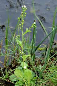 Image result for Samolus