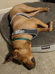 Check spelling or type a new query. Costco Dog Beds Beat Everything Else Costco