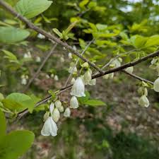 Image result for Halesia