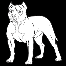 The term pit bull terrier is generalized to describe a variety of dogs, the names of which are american pit bull terrier, american staffordshire terrier, and staffordshire bull terrier. American Pitbull Terrier Dog Breed Information Dog Breeds List
