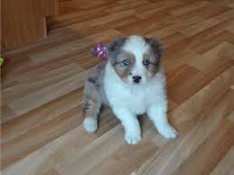 We breed standard size australian shepherds and will soon be breeding miniature aussies as well. Male And Female Australian Shepherd Puppy For Friendship Us En Oc2o