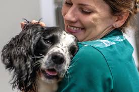 Skin fabulous Cancer in Dogs PetMD