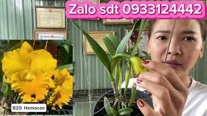 First #cattleya shipment of the year. Today I have many new flower models  for you to collect. Zal...