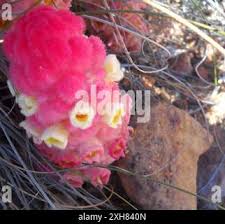 Image result for Harveya alba
