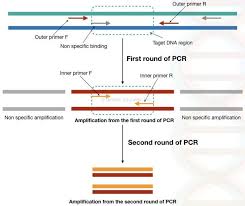 What Is Nested Pcr Genetic Education Dna Band