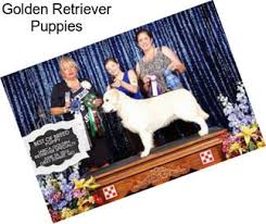 Golden bond rescue's mission is to find caring, adoptive homes for goldens in need and to educate the public to prevent the homeless goldens of the future. B4f4j9vggx8qem