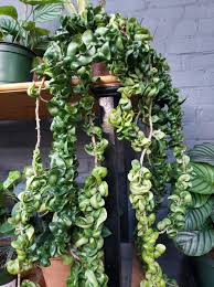 Jual tanaman hias phillodendrum bandung 144. 60 Tanaman Hias Gantung Jenis Daun Bunga Minimalis