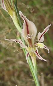 Image result for Gladiolus permeabilis
