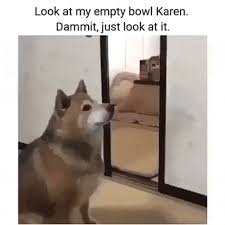 Would you just look at it gif. Feed Me Dog Gifs Gifvif