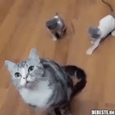 Weitere ideen zu animiertes gif, gute nacht grüße, gif bilder lustig. 1685 Lustige Bilder Gif Gif Lustig Debeste
