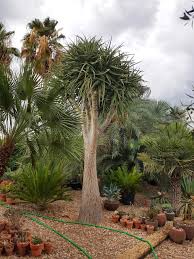 Image result for Aloidendron