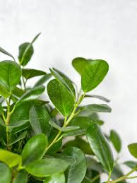 Image result for Ficus tesselata
