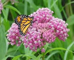 Image result for Asclepias albens