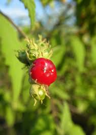 Image result for Kyllinga robinsoniana