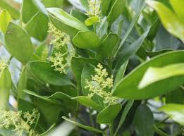 Image result for Olea capensis