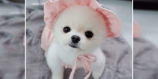 Teacup maltese price there is another different very precious and highly beloved maltese breed called teacup maltese. How Much A Pomeranian Puppy Costs In India Dogexpress