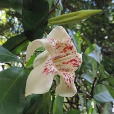 Image result for Crepidorhopalon goetzei