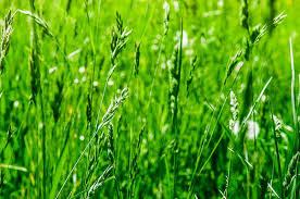 We did not find results for: All You Need To Know About Perennial Ryegrass
