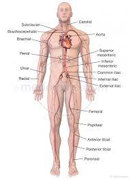 Thoracic aorta, celiac trunk, superior mesenteric artery, inferior mesenteric artery, and common iliac arteries (with its terminal branches internal iliac and external iliac arteries). Major Arteries Of The Body Medmovie Com
