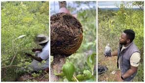 Image result for Brackenridgea zanguebarica